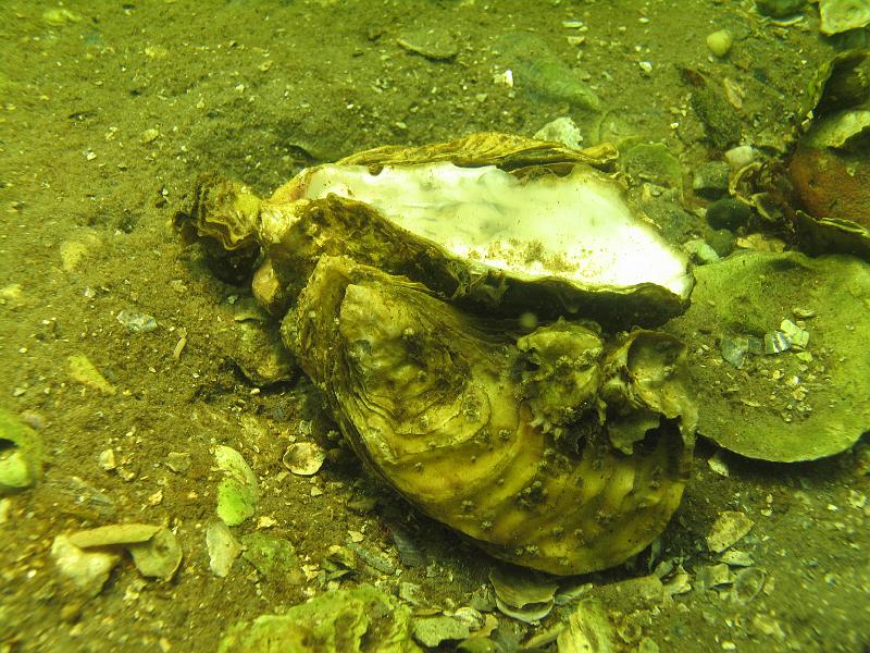 Coll NL 041.JPG